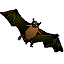 Bat