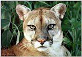 Cougar