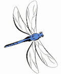 dragonfly