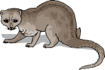 Mongoose