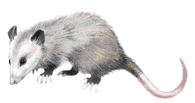 Opossum