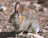 Cottontail rabbit