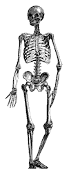 Human skeleton