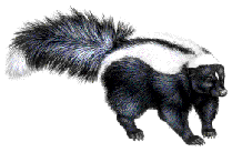 Skunk