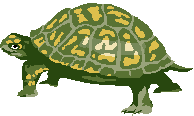 Tortoise